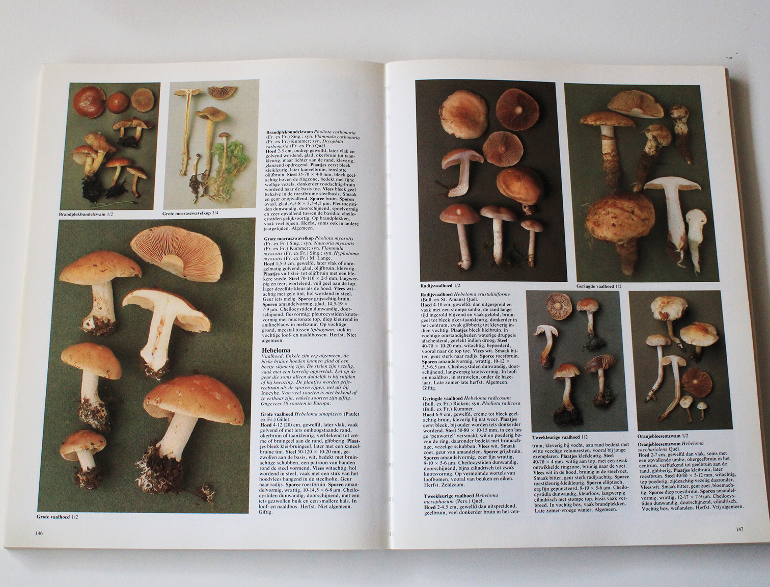 paddenstoelen van west europa1